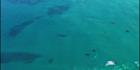 Whales - Head of Bight - SA SQ (PBH3 00 28942)